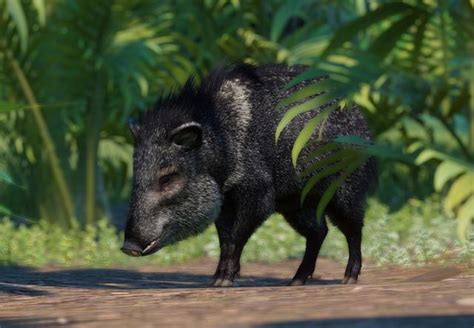 planet zoo twitter|planet zoo collared peccary.